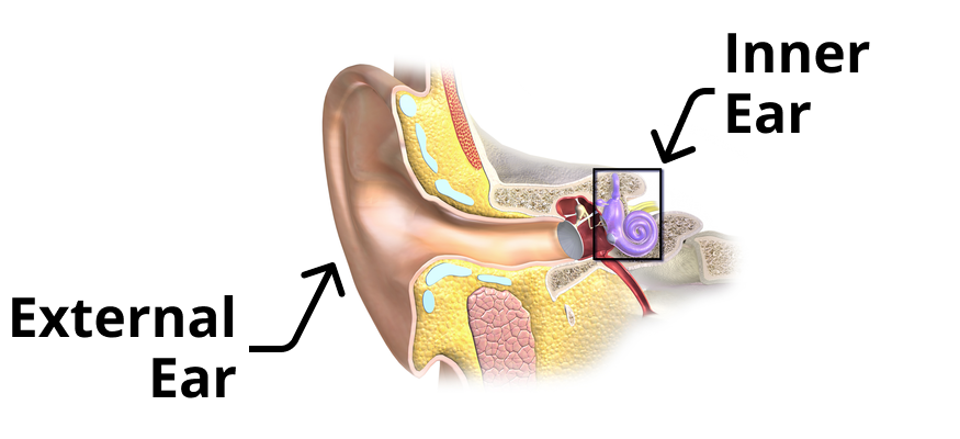 Diagram of the ear